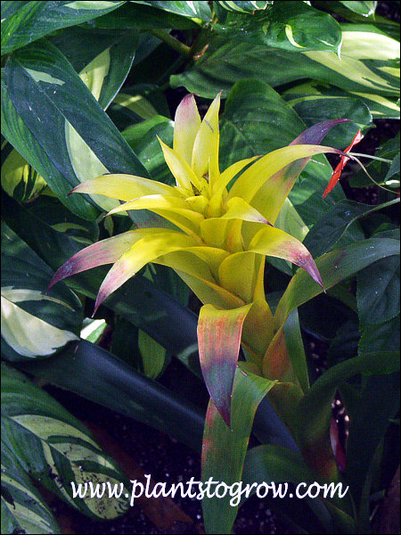 The yellow part we call flowers are really "bracts".